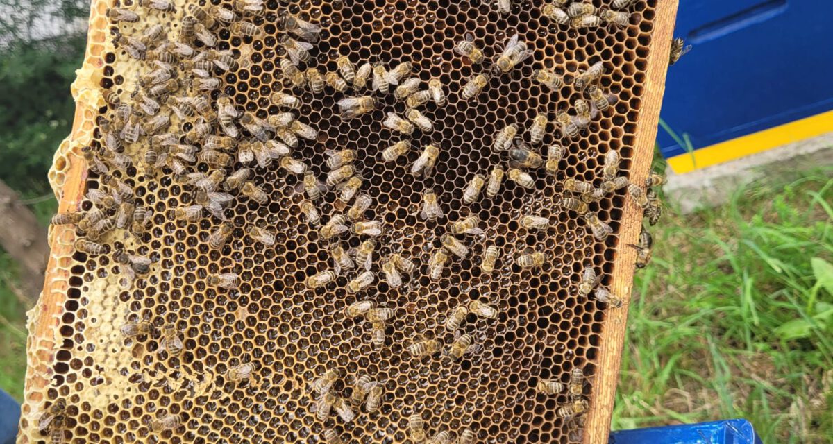 Pasieka Pracowitych Pszczółek OCL