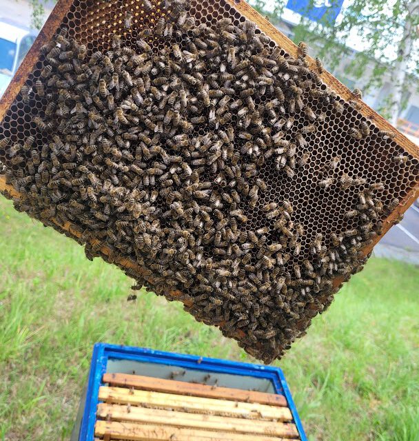 Pszczoły zimą w pasiece OCL