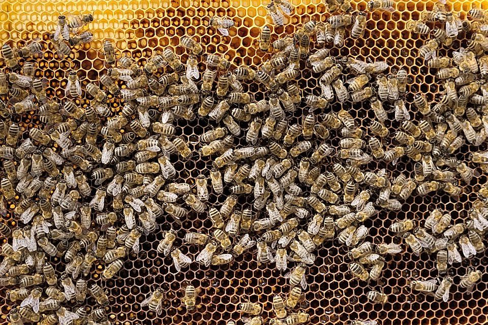 Pszczoły zimą w pasiece OCL